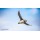 Fototapetas Paukštis Atlantinis mormonas, 480x270 cm